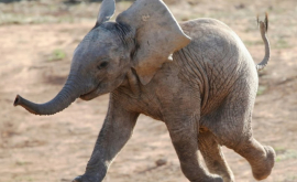 În Sri Lanka a fost salvat în mod miraculos un elefant VIDEO