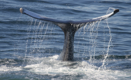 В Австралии несколько человек пострадали изза нападения кита
