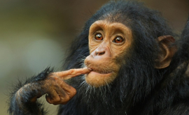 Японцы научили шимпанзе играть в камень ножницы бумага