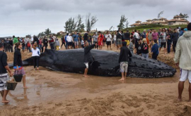 В Бразилии 300 волонтеров спасли китенка