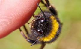 Молдаванка в Италии впала в анафилактический шок после укуса пчелы