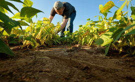 Doar 1 din totalul investițiilor străine directe merg în agricultură