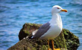 Șia găsit camera la cinci luni după ce ia fost furată de un pescăruş