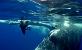 Кит спас женщину от нападения акулы ВИДЕО