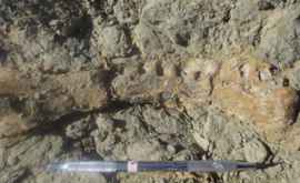 В Африке нашли древнюю рептилию длиной с автобус