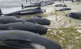 Свыше 150 китов выбросились на австралийский пляж