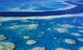 Большой Барьерный риф пережил беспрецедентный экологический коллапс