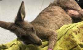 В Австралии кенгуру ворвался в дом 