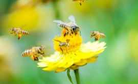 Осы и пчелы способны распознавать лица людей 