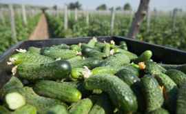 Agricultorii îndemnați să producă legume pe bază de contract