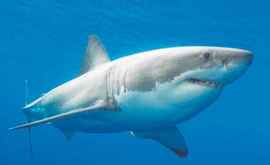 Фотограф встретился с акулой в 40 км от берега ВИДЕО