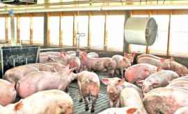 В Китае уничтожили 38000 свиней изза вспышек вируса африканской чумы