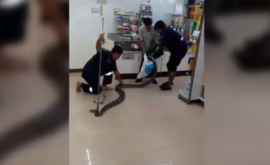 Un piton de 4 metri găsit întrun magazin din Thailanda VIDEO