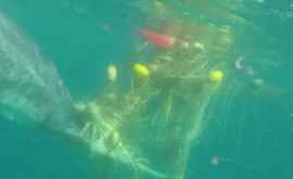 Люди спасли китенка застрявшего в рыболовецких сетях ВИДЕО