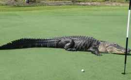 Гигантский аллигатор облюбовал поле для гольфа во Флориде ВИДЕО