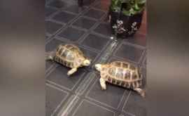 Драку черепахи с врагом в зеркале сняли на видео