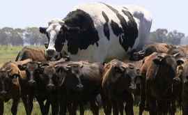 На одной из ферм нашли гигантского быка ФОТО
