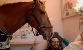 Лошадьтерапевт лечит пациентов в больнице ВИДЕО