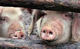 Три очага африканской чумы свиней в Кагуле ситуация под контролем