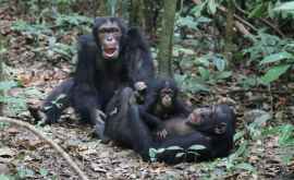 Evadare ca în filme întro grădină zoologică din Belfast VIDEO