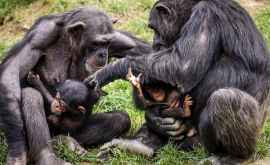 Ученые доказали сходство общения шимпанзе и людей