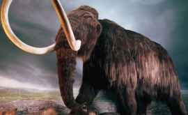 Cîţiva cercetători japonezi au încercat să cloneze un mamut