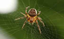Iscusința uimitoare a unui păianjen descoperită de cercetători VIDEO