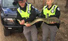 Mii de broaşte ţestoase șerpi şi crocodili confiscate de Europol