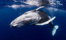 Песни гигантов Ученые впервые записали пение редкого японского кита