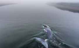 Многотонного кита спасли после 4часовой спасательной операции