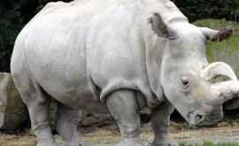 Oamenii de știință au găsit o modalitate de a salva specia de rinoceri albi