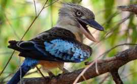 Птица Кукабарра поет так что любой побоится ходить по лесу Видео