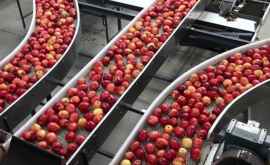 Сколько яблок планируется переработать в Молдове в этом году