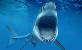 Бесстрашный дайвер ввел в транс смертоносную акулу 