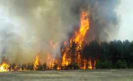 Лесной пожар в Резине ФОТО
