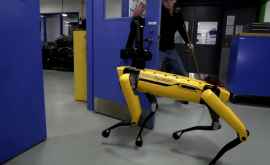 Boston Dynamics начала поставлять роботовсобак SpotMini