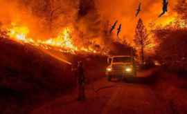 В Австралии бушуют пожары ВИДЕО