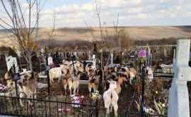 На самом большом в Европе кладбище разгуливает стадо коз ФОТОВИДЕО