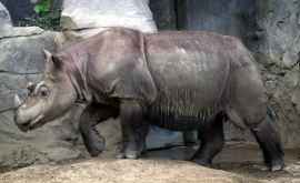 Последний суматранский носорог умер в Малайзии