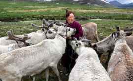 Вечный лед северных монгольских степей начал таять страдают животные и люди
