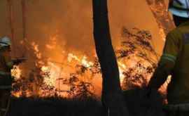 Австралийские пожарные не справляются с пожарами и убегают