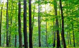Статистика2018 Молдова ежедневно теряет 73 га леса