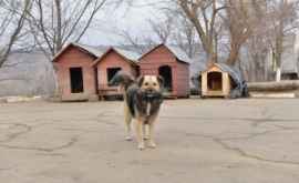 Первые кадры с места расположения новых вольеров для бездомных животных 