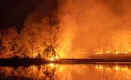 Австралия Могут ли выжженные экосистемы восстановиться после таких потерь биоразнообразия