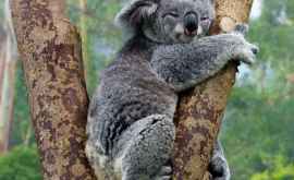 В Австралии от голода умерли десятки коал 