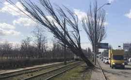 Одесская область во власти ветреной стихии падают деревья стоят трамваи срывает кровли