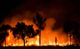 Пожары уничтожили почти четверть лесов Австралии