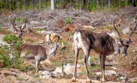 Animalele care dispar din cauza schimbărilor climatice joacă un rol important în ecosisteme