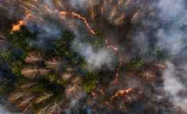 Какие площади лесов уничтожены пожарами в чернобыльской зоне
