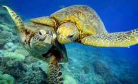 К Большому Барьерному рифу плывут на гнездование тысячи черепах ВИДЕО